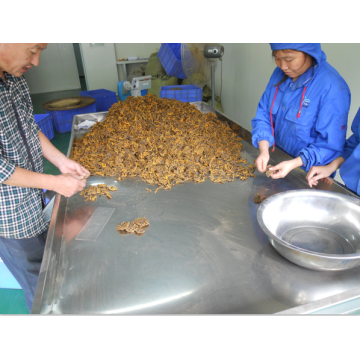 Chinese herbal medicines wholesale Coptis